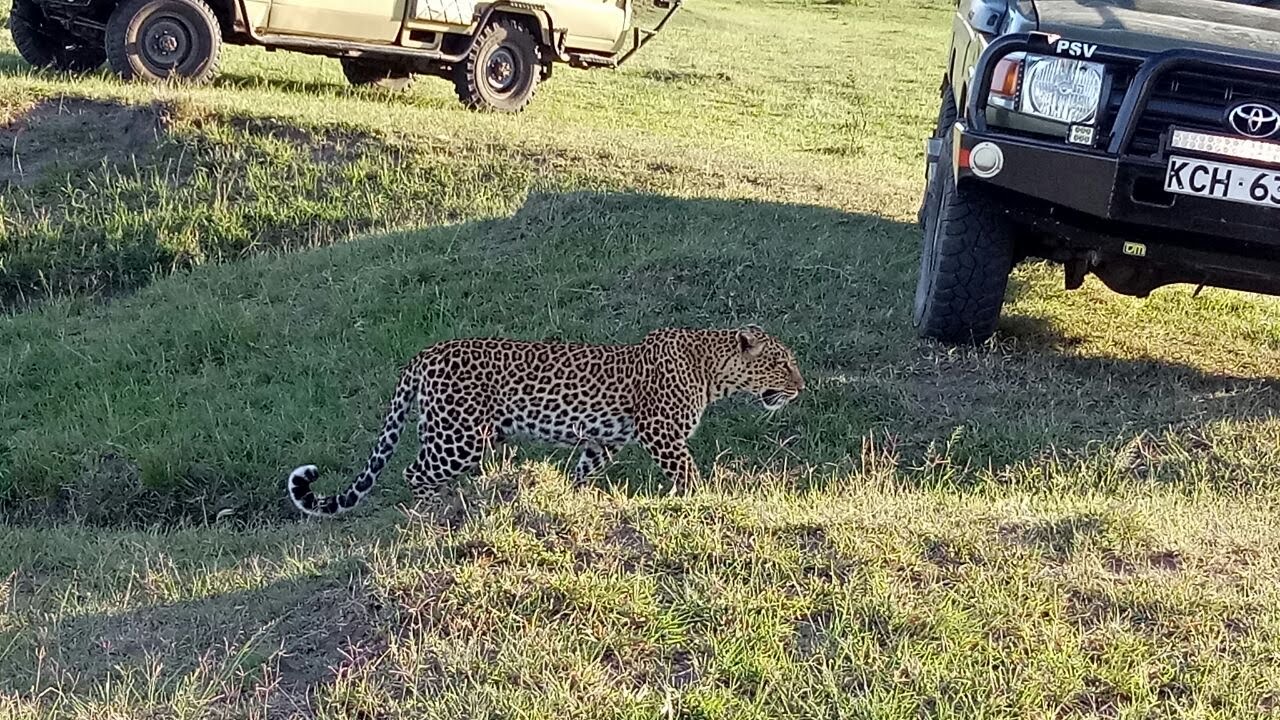 kenya and tanzania safaris HZrEf5AjGB.jpeg