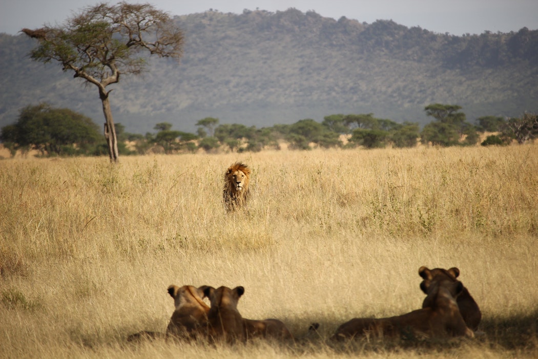 nairobi national park day trip 1MGJQG3UrH.jpeg