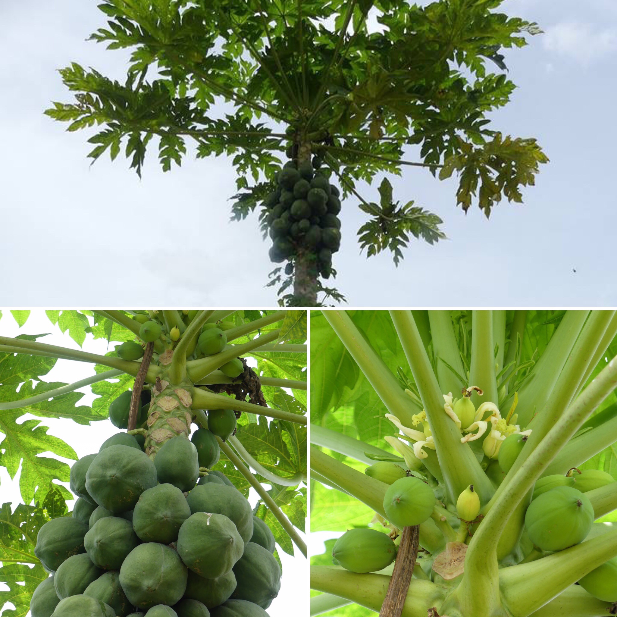 randonnee bio dans une plantation 3TWPri3UEm.jpeg