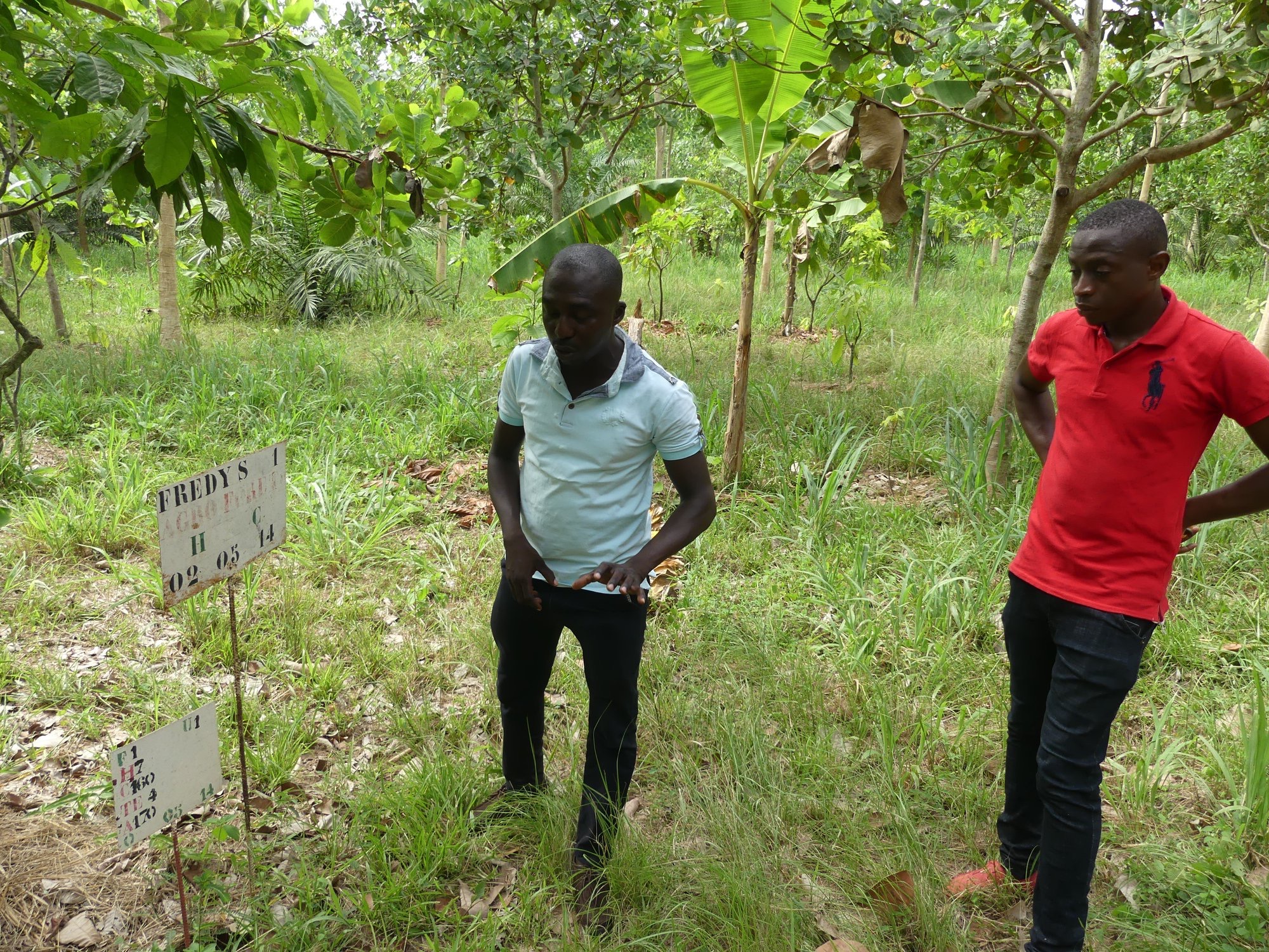 randonnee bio dans une plantation zZNZnlbj3o.jpeg