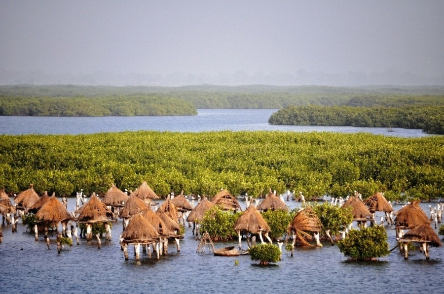 senegal relaxant cSMqS.jpg